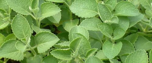 到手香的功效和作用