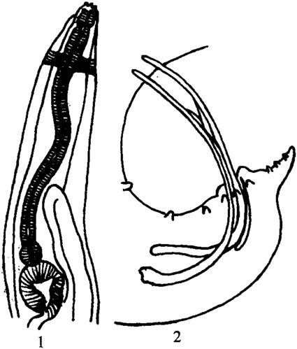 特氏克鲁兹线虫