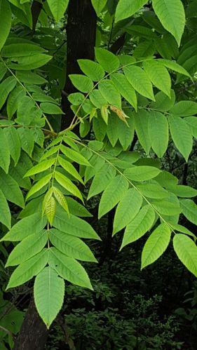 化香树是落叶乔木,春来,生出大大的复叶.