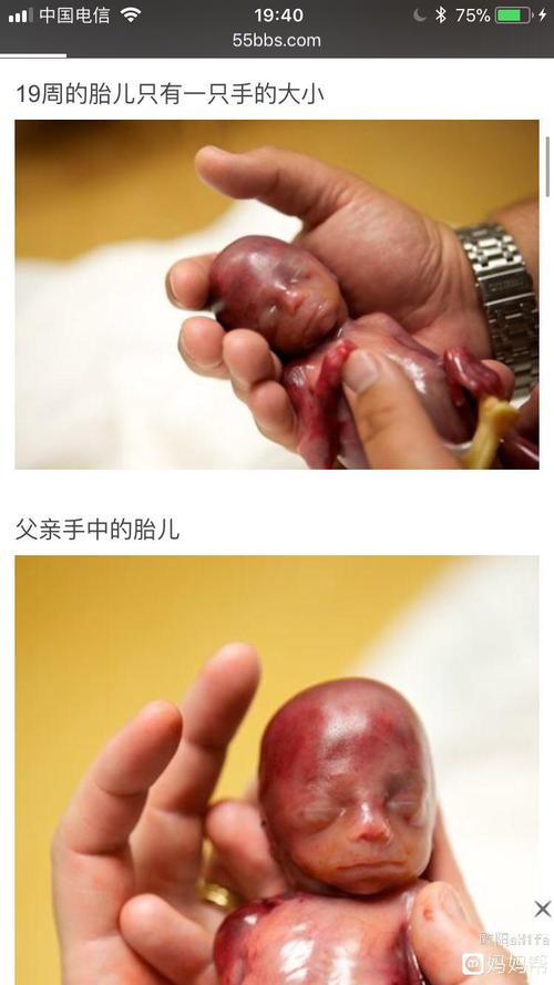 19周宝宝图