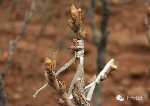 牡丹花苗繁殖,大家知道有几种方法吗?