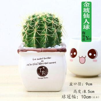 仙人球开花植物花卉盆栽办公室内桌面仙人掌多肉类小盆景苗 (y03瓷盆)