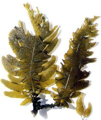 昆布长得那么像海带一般人还真不太分得清