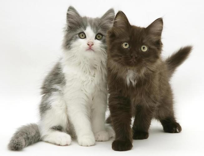 小猫图片:多想依偎在你怀里,像只乖巧的猫咪.