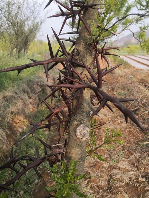 皂角刺又叫天刺,很少人知道它的药用价值这么大!