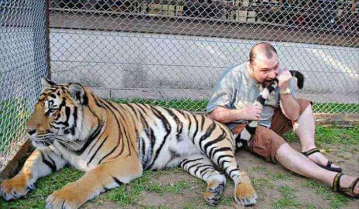 老虎尾巴也敢咬,这分明就是作死.