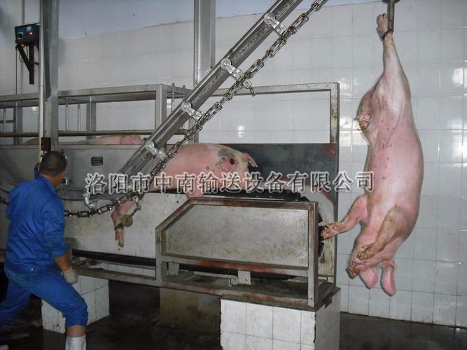洛阳中南 屠宰流水线 屠宰设备 屠宰机械 生猪脱毛机 生猪屠宰设备