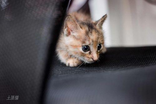 我家的土匪猫(第二天)