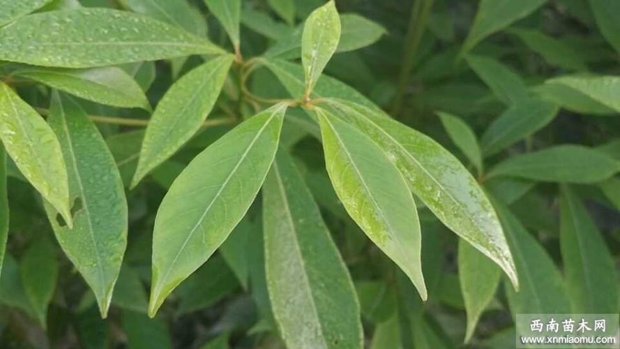 桢楠小苗桢楠小苗价格小叶桢楠小苗价格