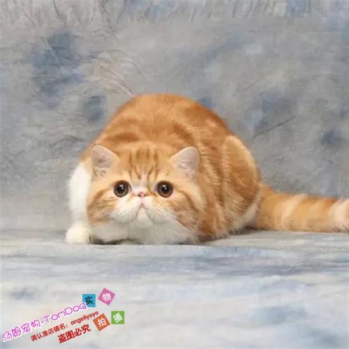 购客cfa猫舍出售异国短毛猫纯种加菲猫宠物猫活体幼猫加菲猫 免邮 费o