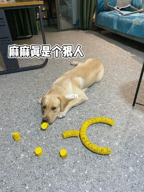 有仇必报_玩具_港隆广场自由行热门攻略_拉布拉多_伤感_拉布拉多拆家
