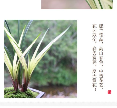 2021翁源兰花建兰高山春色兰花中透艺兰草花期带花苞