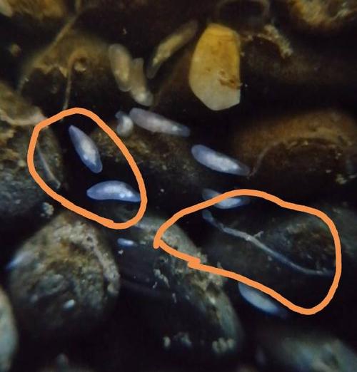 鱼缸底部沙子里蠕动的是什么虫子?