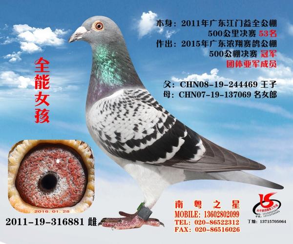 南粤之星-罗剑星 华夏王"华润鸽系" .