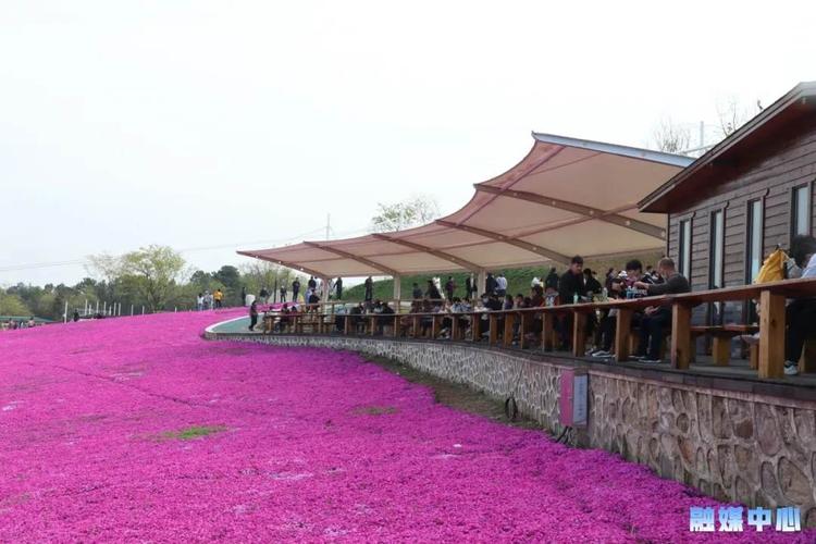 4月11号赏句容芝樱花:徒步溧阳1号公路,神女湖,爱情套路,湿地公园