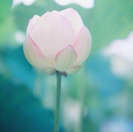 【唯美白莲花图片素材】心若向阳,何惧忧伤.