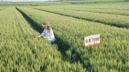 徐麦35郑麦7698专辑