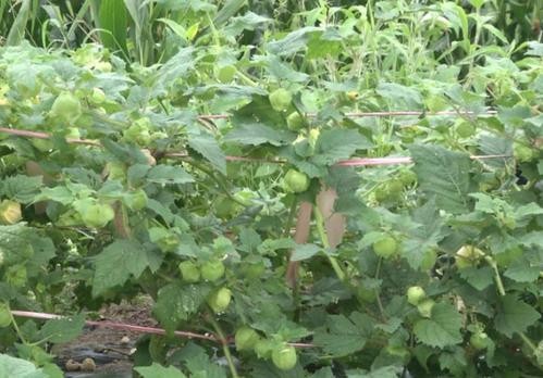 姑娘果如何种植才是最正确的,需要掌握哪些方法,才能