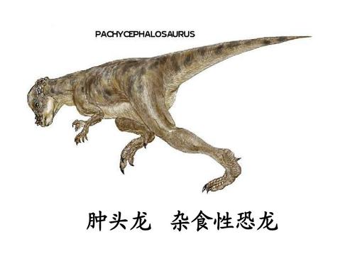 肿头龙 杂食性恐龙