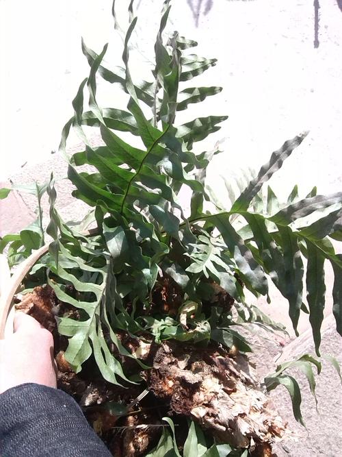 这个中草药叫什么名字?听说可以治疗骨质增生,寄生树上面.