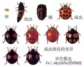 七星瓢虫