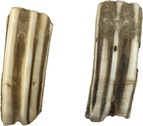 近日,有幸徵集到了一组恐龙牙齿化石,如上图所示.