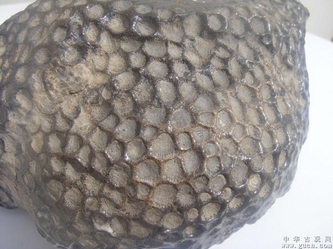 蜂窝形古珊瑚化石雕笔洗