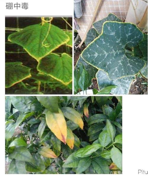 葡萄"花前补硼",从缺硼到硼中毒跨度很小,该怎样选用硼肥?