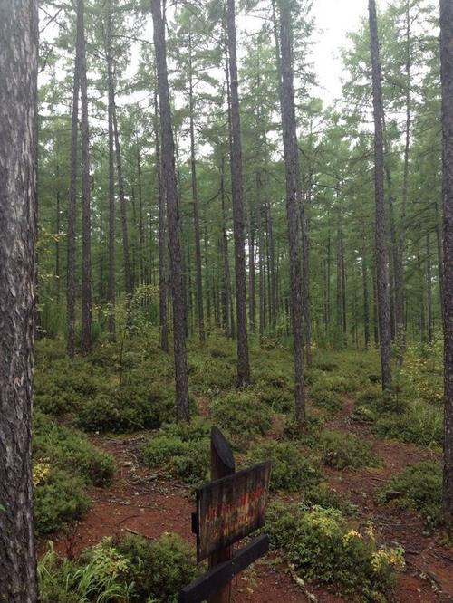 大兴安岭的原始森林,有很多杉木,跳跳虎的维尼