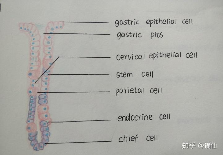 胃底腺(六版教材中有图 腾讯视频上的组胚画图教程系列视频画的好棒
