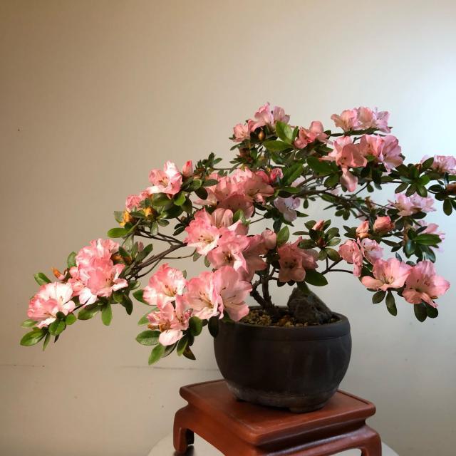 此小型木本花卉,四季开花不停,花色美丽,栽培容易,还