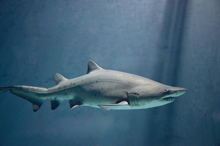 沙虎鲨( carcharias taurus)又名锥齿鲨,是一种生活在海岸海域的