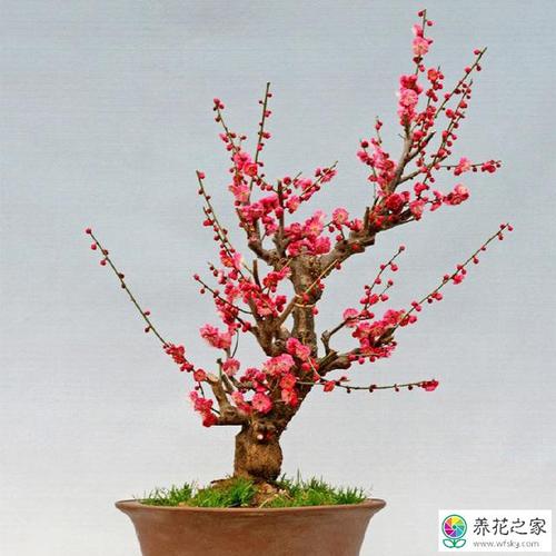 腊梅几月份扦插能活
