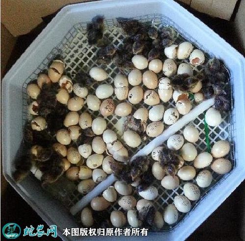 还在继续出壳的竹鸡蛋