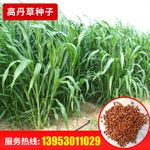优质牧草一年生高丹草种子 牛羊猪鱼饲料牧草品种(2斤)