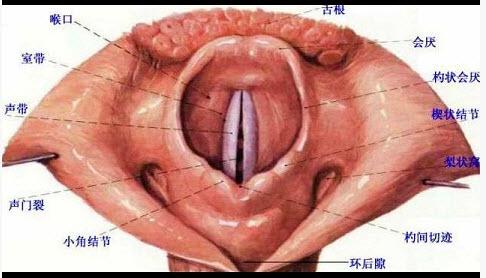 粘膜下血管丰富,易发生水肿 e . 会厌呈u形或v形