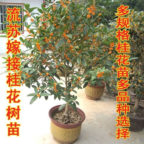 嫁接桂花树苗桂花盆栽 地栽苗 日香桂金桂丹桂沉香桂状元红 ￥10.