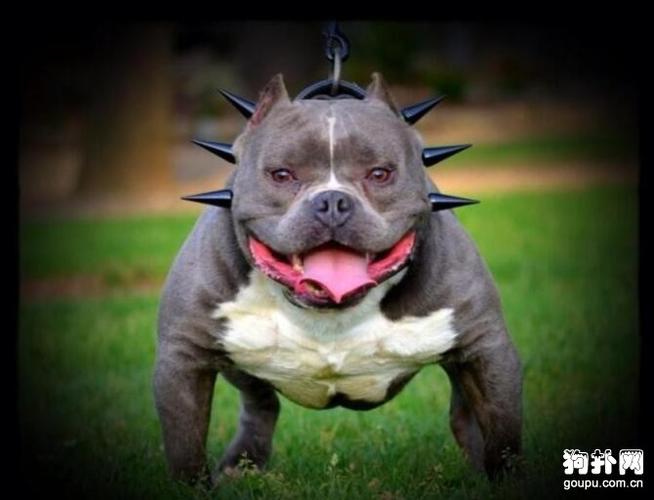 美国恶霸犬真的是恶犬吗