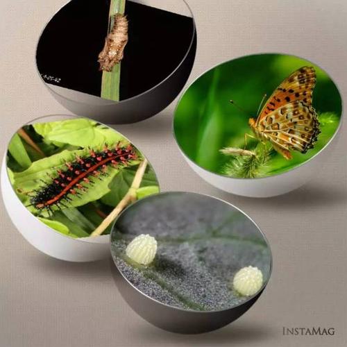 蝴蝶属于完全变态发育的昆虫,发育过程中每个阶段都容貌不已,就算是亲