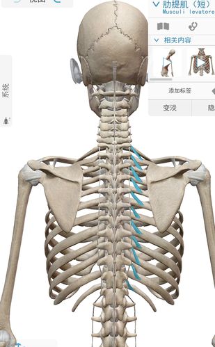 下背部疼痛的触发点-居家按摩方法之脊柱的深层肌肉
