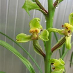 蕙兰翠桃类新梅 - 中国兰花交易网