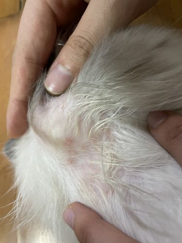 求助!猫湿疹如何治疗