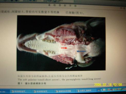 猪扁桃体采样器_285