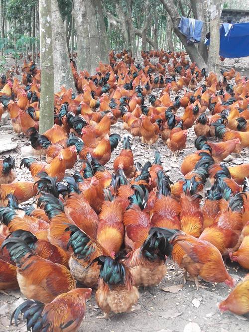 [阉鸡批发] 跑山玉米鸡,价格美丽,日日供应,味道不正,一赔十价格18元