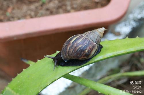 青蛙昆虫