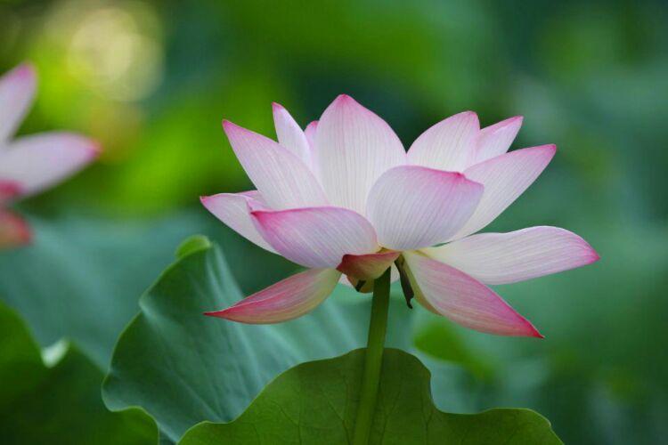 愿做菩萨那朵莲(禅荷)