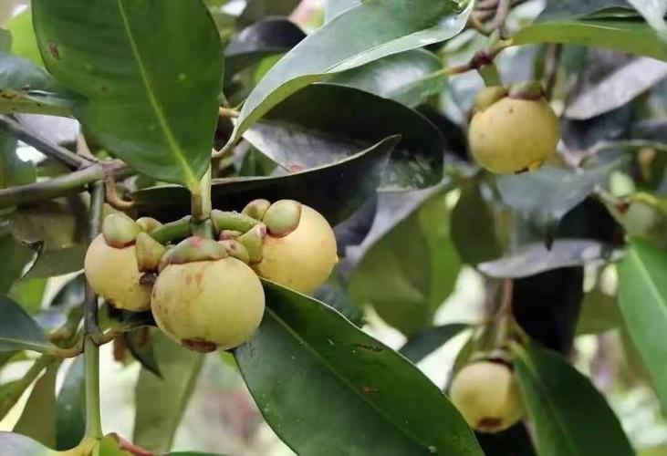 山竹树苗 正品引进泰国山竹嫁接苗 广西带营养杯发货 包邮