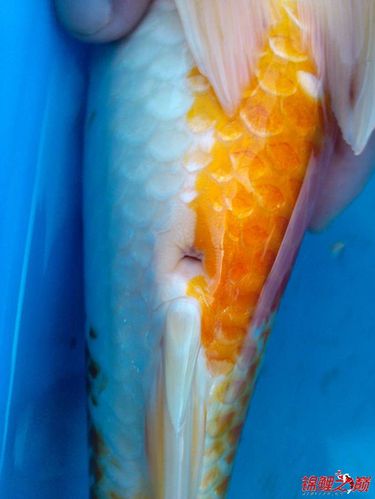 分辨锦鲤鱼的雌雄