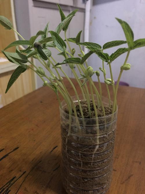 写美篇 今天是8月13日,今天我要种植绿豆,记录绿豆的生长过程,陪伴