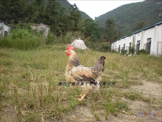 供应振宁茶山鸡